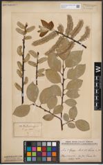 Foto von Salix caprea L.